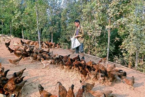 Bình Gia: Nhân rộng mô hình nuôi gà dưới tán rừng hồi
