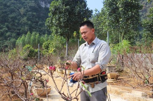 Tỷ phú trồng đào trên đất ATK