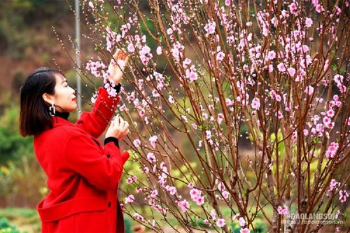 Hội chợ hoa đào Quảng Lạc lần thứ VIII: Khai hội hoa đào Xứ Lạng
