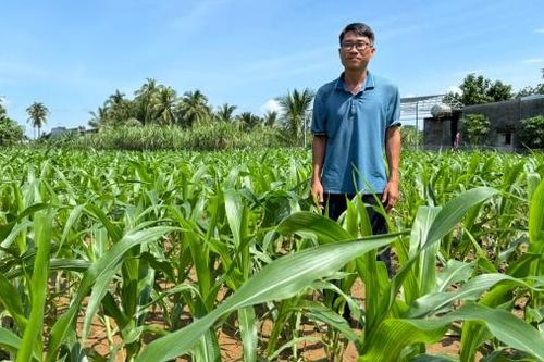 Hỗ trợ nông dân trồng bắp nuôi bò sữa
