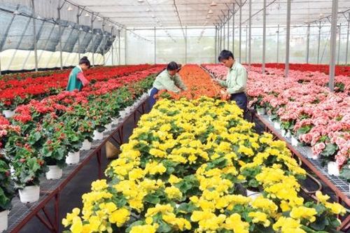 Giải pháp phát triển ngành hoa mang tầm quốc tế (Bài 2)