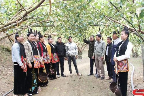 Ngày hội hái quả xã Mường Bú sẽ diễn ra ngày 16/1