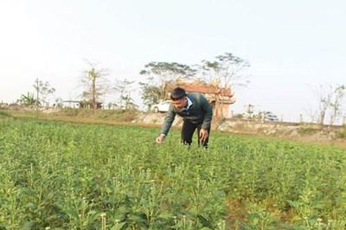 Quảng Điền lo thất thu vụ hoa Tết