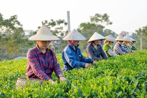 Để hiểu và vận dụng Luật HTX 2023 một cách linh hoạt vào thực tiễn