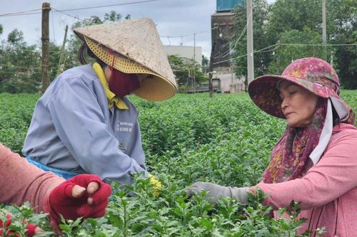 Vắng thương lái khi Tết cận kề, nông dân thủ phủ hoa cúc miền Trung lo sốt vó