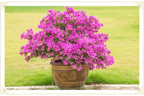 Bí quyết trồng hoa giấy trong chậu để gốc to, hoa nở nhiều