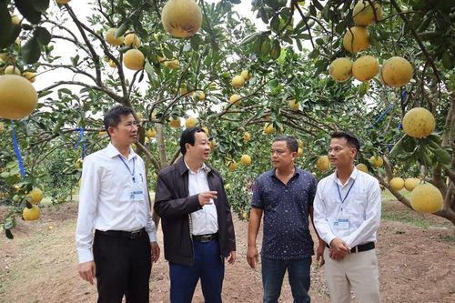 Giá bưởi ở Hà Nội xuống thấp, tiêu thụ khó khăn:Chủ động tái cơ cấu để nâng cao giá trị