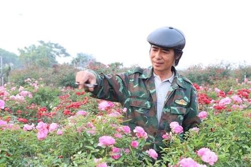 Nông dân Mê Linh tất bật vào vụ hoa Tết