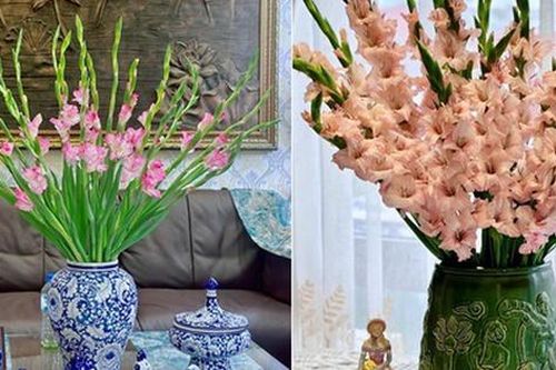 Cắm hoa lay ơn ngày Tết mà không biết mẹo này thì đảm bảo hoa đổ gục, lại nhanh tàn