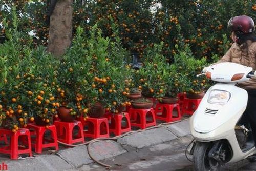 Hà Nội: Người dân xuống phố, đổ xô đi mua đào, quất chơi Tết