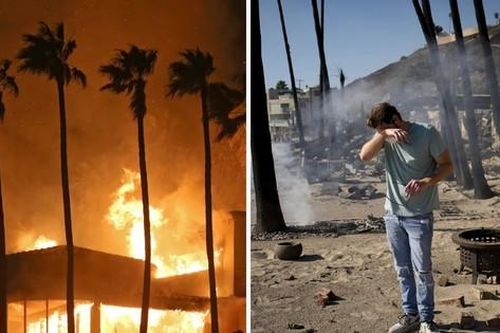 Vì sao cây cối vẫn vươn cao dù nhà cửa bị thiêu rụi do cháy rừng ở Los Angeles?