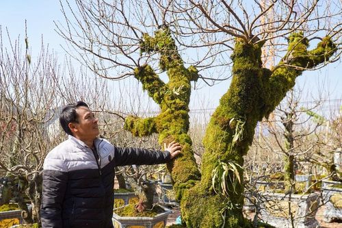 Đào Sơn La, khế Vĩnh Long 'giá khủng' xuống phố Thanh Hóa