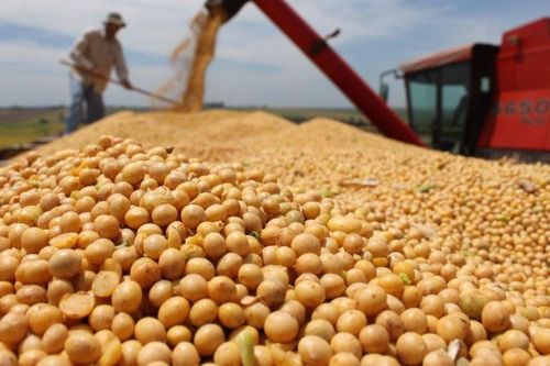 Giá đậu tương thế giới lên đỉnh ba tháng sau báo cáo WASDE của Mỹ