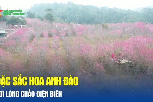 Đặc sắc hoa anh đào nơi lòng chảo Điện Biên