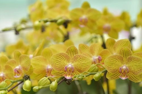 Mê mẩn với vườn lan tiền tỷ chờ đón tết