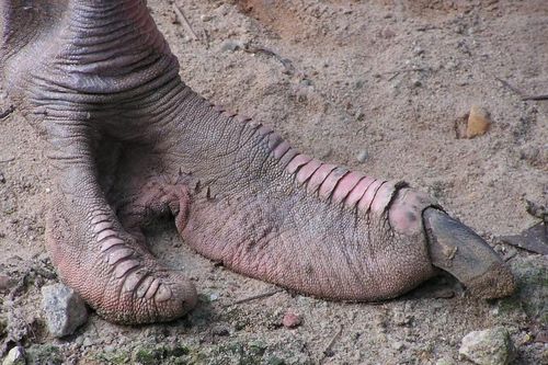15 sự thật giật mình về loài chim to nhất thế giới
