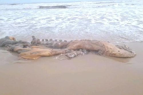 Phát hiện xác cá voi 'khủng' trôi dạt vào bờ biển Quảng Trị
