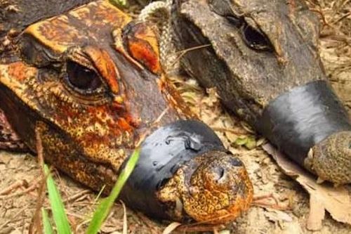 Phát hiện cá sấu bò vào hang, ăn dơi và đột biến thành một loài mới