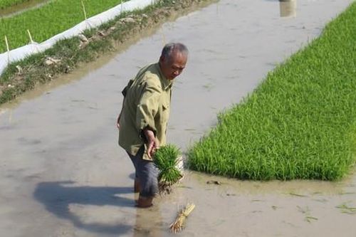 Rét đậm dưới 10 độ, người dân Thanh Hóa vẫn xuống đồng cấy lúa