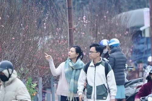 'Mỏi mắt' kiếm đào dăm, đào cành ngày rằm tháng Chạp