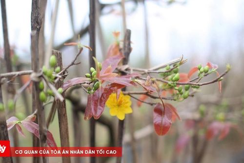 'Buồn, vui' cuộc sống của những chủ vườn ở 'thủ phủ' mai vàng miền Trung