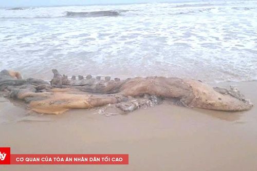 Xác cá voi đã phân hủy trôi dạt vào bờ biển