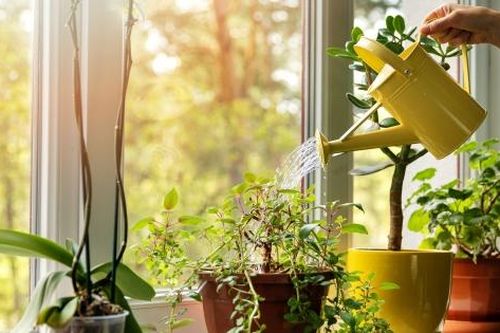 Dọn nhà cuối năm bỏ 7 loại cây để đón vận may