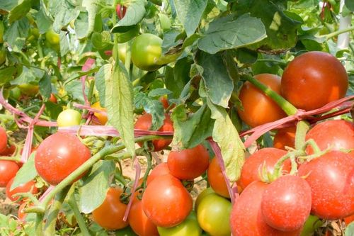 Mùa cà chua chín đỏ vùng bãi ngang Nghệ An