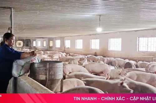 Nông dân Hà Tĩnh sẵn sàng cung ứng thực phẩm phục vụ thị trường Tết