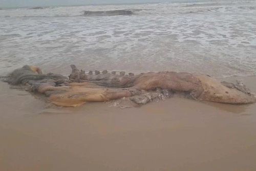 Quảng Trị: Phát hiện xác cá voi nặng 300kg trôi dạt vào bờ biển