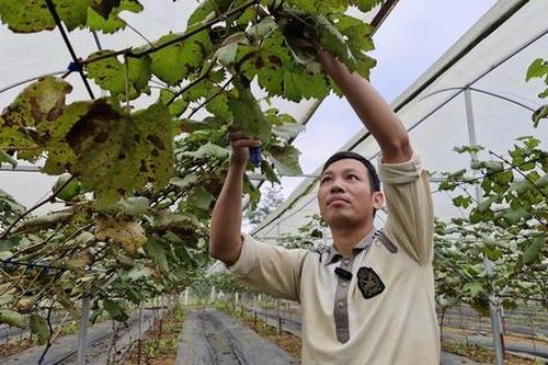 Người đàn ông đưa cây 'quý tộc' về miền núi… làm giàu