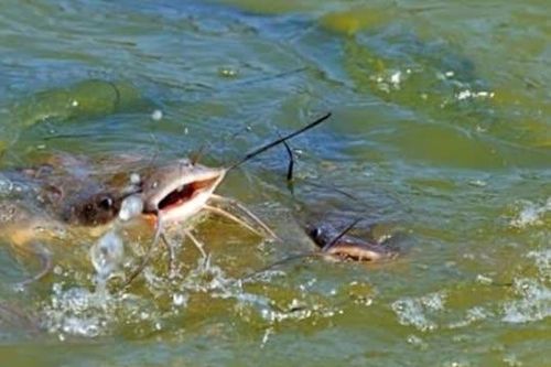 Phát hiện thứ kinh hoàng trong bụng cá trê được bắt dưới ao, ai nhìn cũng bị ám ảnh