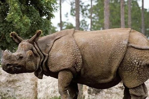 Khám phá 10 loại thú quý hiếm nhất trong sách đỏ, được cả thế giới chung tay bảo tồn: Có 1 loại đã bị tuyên bố tuyệt chủng ở Việt Nam