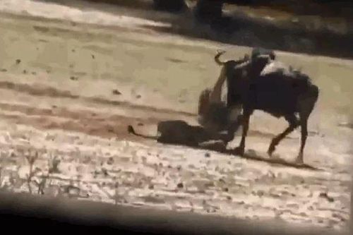 CLIP: Tóm gọn được linh dương đầu bò, sư tử vẫn phải đón nhận cái kết 'muối mặt'