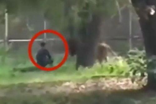 CLIP: Thanh niên chơi dại leo vào chuồng 'tâm sự' với sư tử rồi nhận cái kết không ai tin
