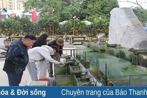 Thú chơi cá cảnh dịp Tết
