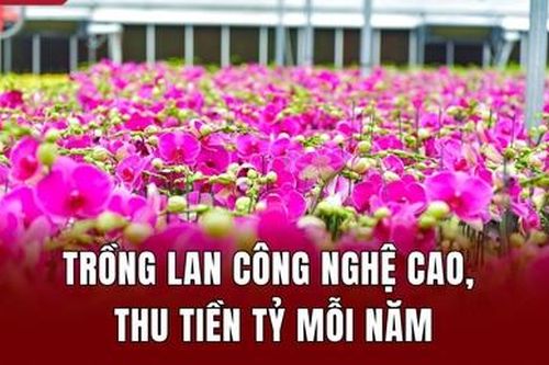 Trồng lan công nghệ cao, thu tiền tỷ mỗi năm