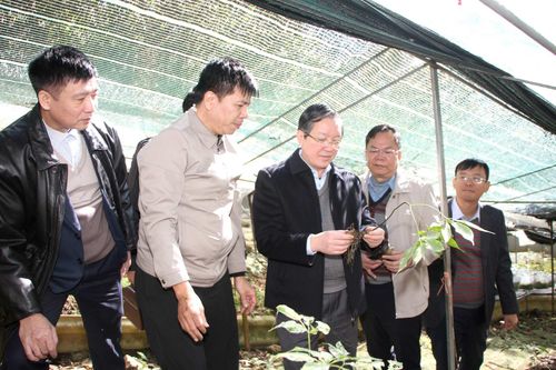 Đoàn công tác Trung ương Hội Nông dân Việt Nam thăm và làm việc tại vườn sâm xã Giang Ma
