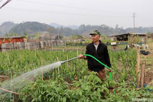 Nông dân thành phố Lạng Sơn tất bật chăm sóc hoa vụ tết