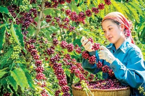 Để cà phê Tây Nguyên phát triển bền vững (Bài 1)