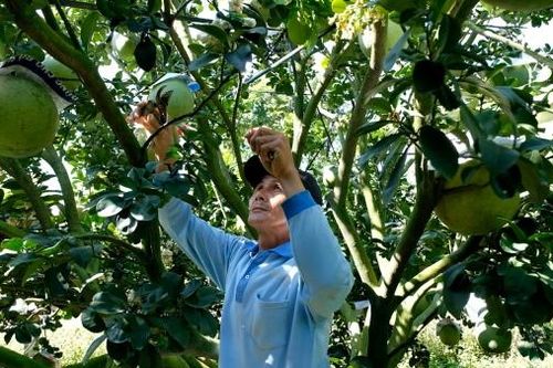 Mê mẩn những vườn bưởi da xanh trĩu quả phục vụ thị trường Tết