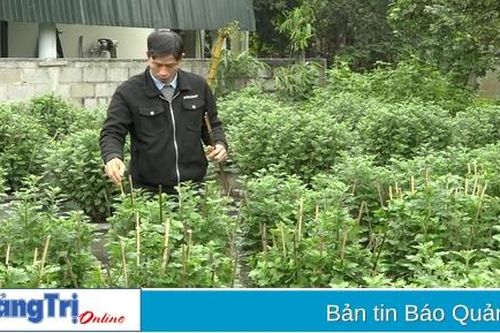 Người tiên phong trồng hoa phục vụ Tết ở miền núi huyện Vĩnh Linh