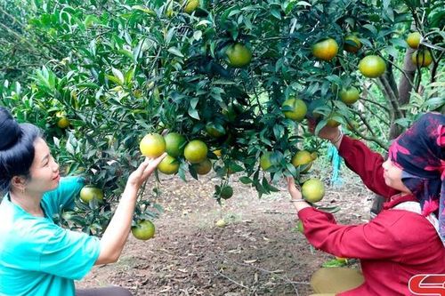 Xây dựng huyện Sốp Cộp vững mạnh và phát triển