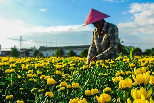 Làng hoa lớn nhất Bình Dương tất bật vào vụ Tết