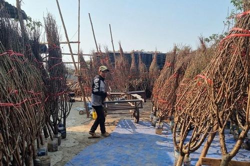 Hoa đào, quất cảnh xuống phố khoe sắc chờ người mua sắm