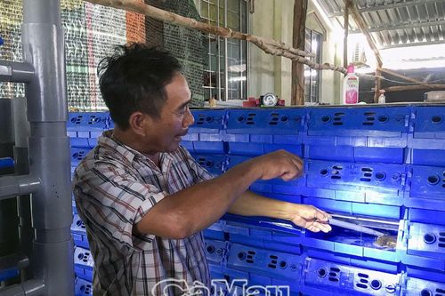Ứng dụng kỹ thuật, tăng giá trị cua nuôi