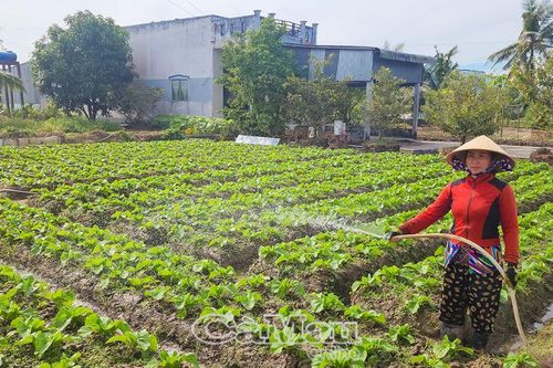 Hứa hẹn bội thu vụ màu Tết
