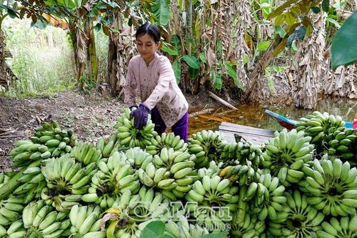 Doanh số cho vay vốn chính sách năm 2024 hơn 1.000 tỷ đồng