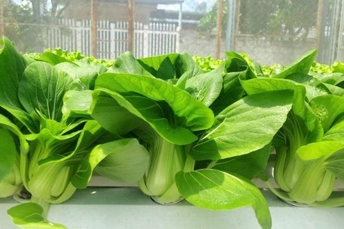 Cách trồng rau cải thìa trong thùng xốp dễ dàng