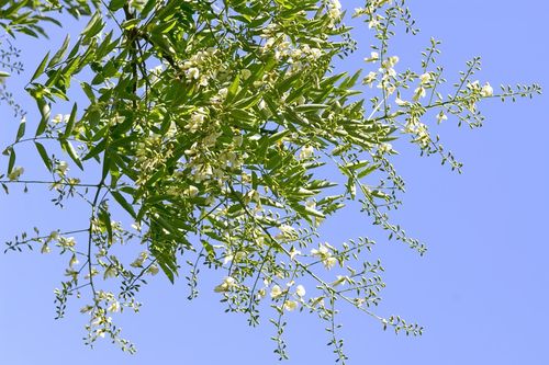 Vì sao có câu 'một cây hòe trước nhà không chiêu của báu cũng chiêu tiền bạc'?